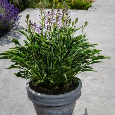 Hosta 'Praying Hands'